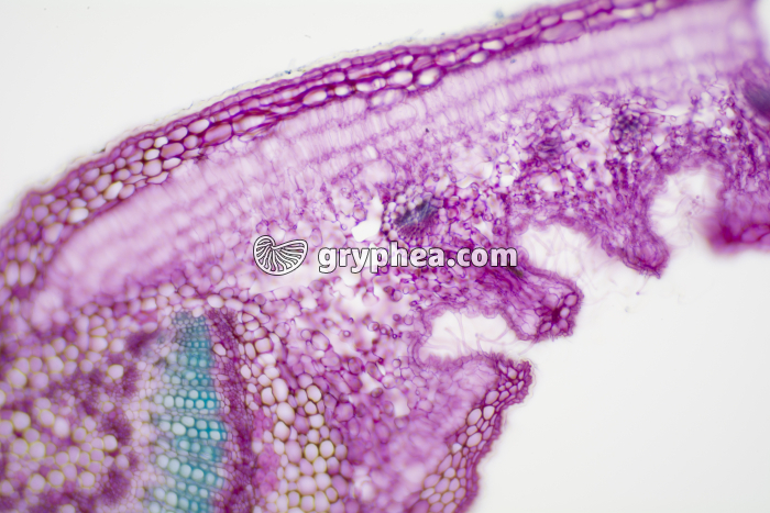 Feuille de Laurier rose crypte stomatifère CT x40 - gryphea.com